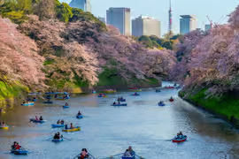 cherry blossom tokyo